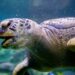 Animaux : Une imposante tortue africaine retrouvée à Augsbourg, en Allemagne