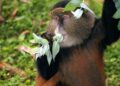Nature : Une nouvelle espèce de singe découverte dans le bassin du Congo