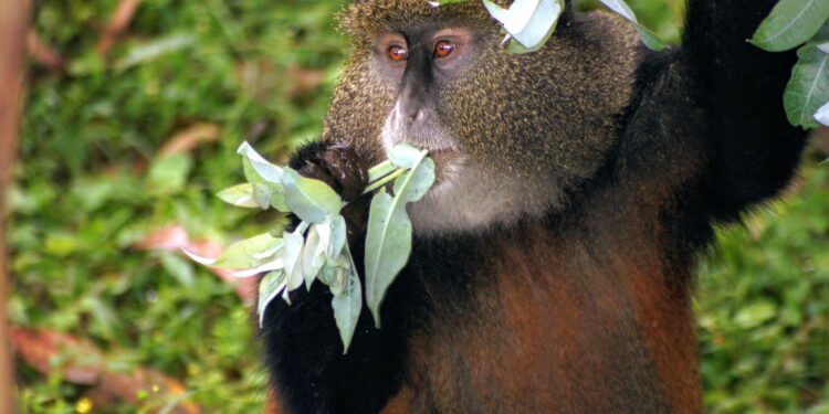 Nature : Une nouvelle espèce de singe découverte dans le bassin du Congo