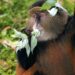 Nature : Une nouvelle espèce de singe découverte dans le bassin du Congo