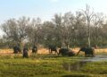 Protection de la nature : La Fondation Matto Barfuss s’installe au Botswana