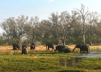 Protection de la nature : La Fondation Matto Barfuss s’installe au Botswana