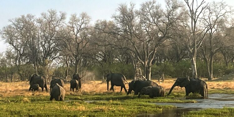 Protection de la nature : La Fondation Matto Barfuss s’installe au Botswana