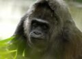 Protection de la nature : Les gorilles de montagne en hausse en Afrique centrale et de l’Est