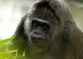 Protection de la nature : Les gorilles de montagne en hausse en Afrique centrale et de l’Est