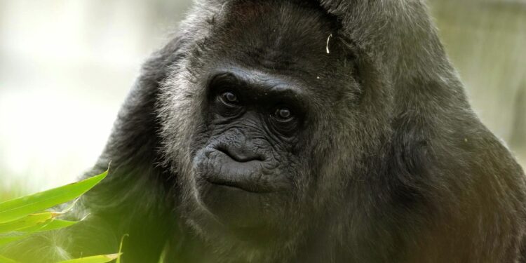 Protection de la nature : Les gorilles de montagne en hausse en Afrique centrale et de l’Est