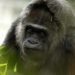Protection de la nature : Les gorilles de montagne en hausse en Afrique centrale et de l’Est
