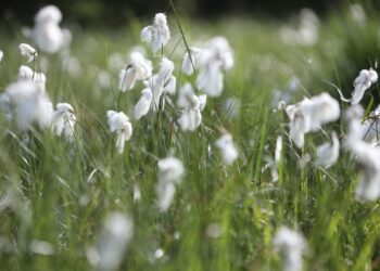 Agriculture : 36,5 pour cent de la production de coton africain vérifiée durable