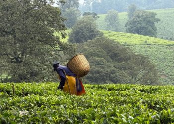 Agriculture : L’Afrique de l’Est expérimente de nouveaux outils agroécologiques