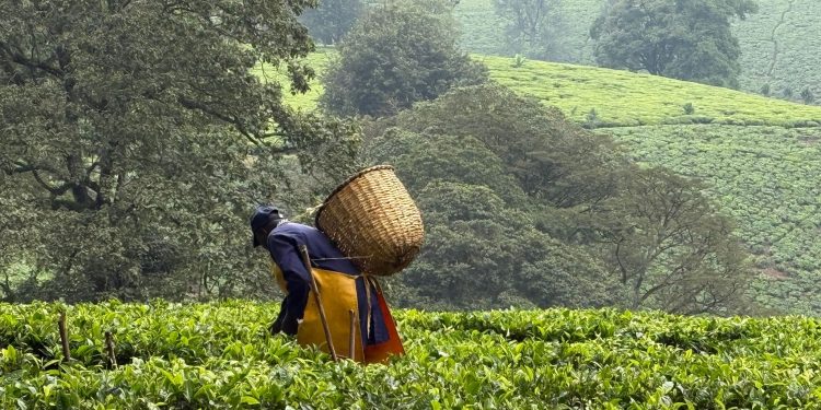 Agriculture : L’Afrique de l’Est expérimente de nouveaux outils agroécologiques
