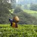 Agriculture : L’Afrique de l’Est expérimente de nouveaux outils agroécologiques