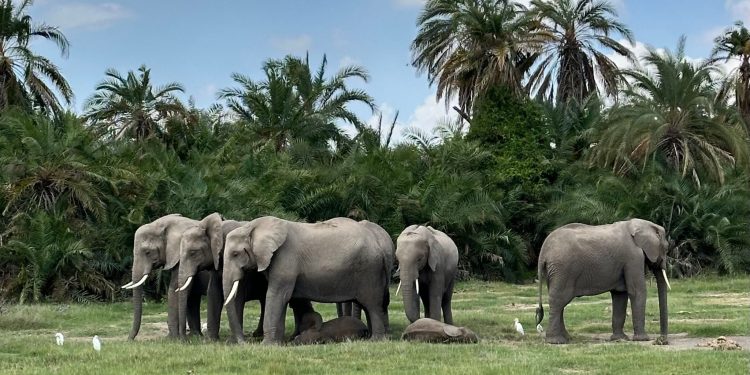 Protection de la nature Afrique : 300 millions de dollars pour dix aires protégées