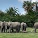 Protection de la nature Afrique : 300 millions de dollars pour dix aires protégées