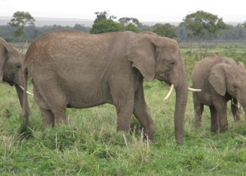 Nature : Les éléphants d’Afrique pourraient s’automédiquer, selon une étude