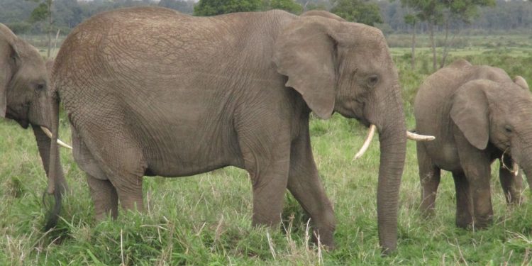 Nature : Les éléphants d’Afrique pourraient s’automédiquer, selon une étude