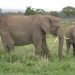 Nature : Les éléphants d’Afrique pourraient s’automédiquer, selon une étude
