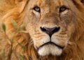 🇬🇳Journée mondiale du lion : Un appel à la protection de la faune sauvage