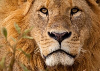 🇬🇳Journée mondiale du lion : Un appel à la protection de la faune sauvage