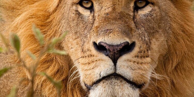 🇬🇳Journée mondiale du lion : Un appel à la protection de la faune sauvage