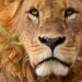 🇬🇳Journée mondiale du lion : Un appel à la protection de la faune sauvage