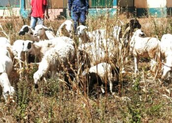 Guinée / Sinko : Un présumé voleur de bétail arrêté avec 37 ovins