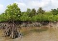 🇬🇳SOS pour sauver le littoral guinéen