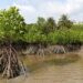 🇬🇳SOS pour sauver le littoral guinéen