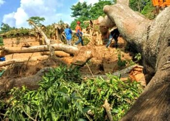 🇬🇳Boffa : Un drame causé par la chute d’un vieux fromager