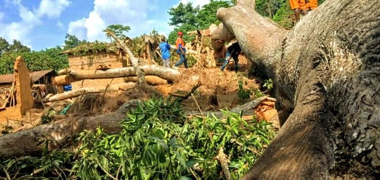 🇬🇳Boffa : Un drame causé par la chute d’un vieux fromager