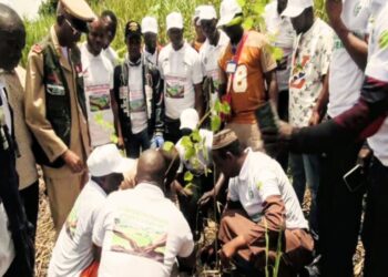 Guinée / Environnement : Les professionnels du bois engagés dans la restauration des zones dégradées