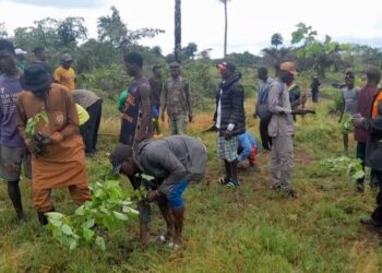 Conakry/Environnement : Tonkoyah s’implique activement dans la restauration du couvert végétal