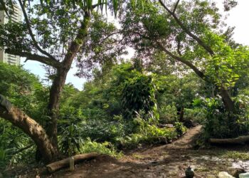 Conakry : Échange sur les enjeux liés à la protection du patrimoine forestier de Kakimbo