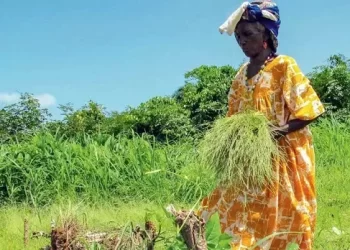 Guinée / Soutien aux filières fonio et fruits : Remise des financements aux bénéficiaires