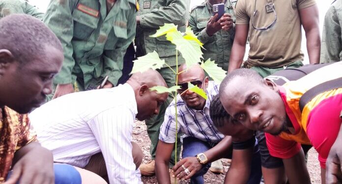 Guinée : Siguiri lance sa campagne de reboisement pour protéger l’environnement