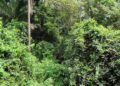 🇬🇳Journée mondiale de la biodiversité : La Guinée affiche ses progrès