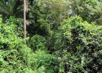 🇬🇳Journée mondiale de la biodiversité : La Guinée affiche ses progrès