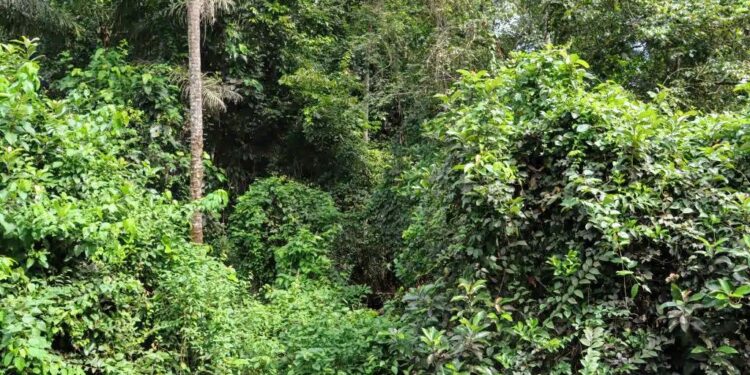 🇬🇳Journée mondiale de la biodiversité : La Guinée affiche ses progrès