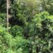 🇬🇳Journée mondiale de la biodiversité : La Guinée affiche ses progrès