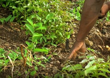 🇬🇳Des plants fruitiers disponibles chez D’agri-Élevage