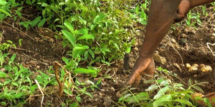 🇬🇳Des plants fruitiers disponibles chez D’agri-Élevage
