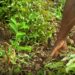 🇬🇳Des plants fruitiers disponibles chez D’agri-Élevage