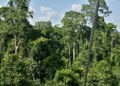 🇬🇳Vers la Journée Mondiale de l’Environnement : Mere Nature mobilise autour de la sensibilisation