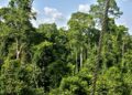 🇬🇳Beyla : La Forêt du Pic de Fon, un patrimoine à préserver