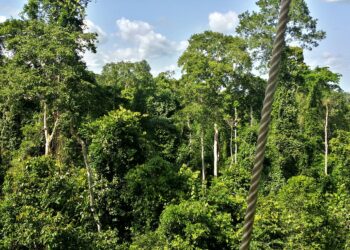 🇬🇳Beyla : La Forêt du Pic de Fon, un patrimoine à préserver
