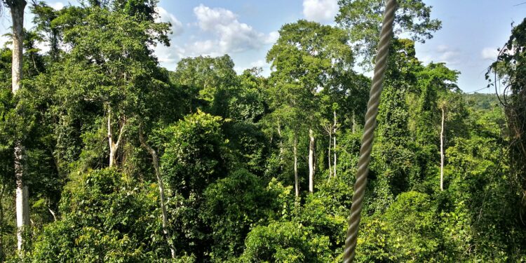 🇬🇳Beyla : La Forêt du Pic de Fon, un patrimoine à préserver