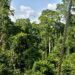 🇬🇳Beyla : La Forêt du Pic de Fon, un patrimoine à préserver