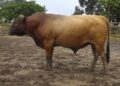 🇬🇳Abattoirs et marchés à bétail : Vers une gestion responsable des déchets