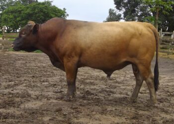 🇬🇳Abattoirs et marchés à bétail : Vers une gestion responsable des déchets