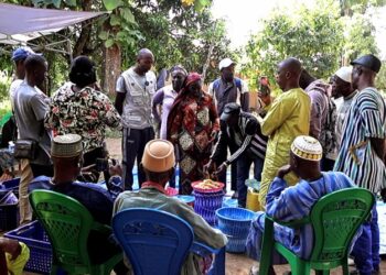 Restauration des sols en Guinée : Des agriculteurs locaux initiés aux pratiques de l’agriculture biologique