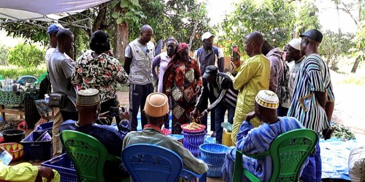 Restauration des sols en Guinée : Des agriculteurs locaux initiés aux pratiques de l’agriculture biologique